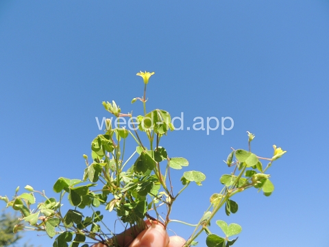 woodsorrel, creeping